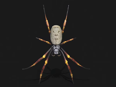 Large Spider With Light Body Long Legs And Yellow Brown Stripes On Black Background 3d model