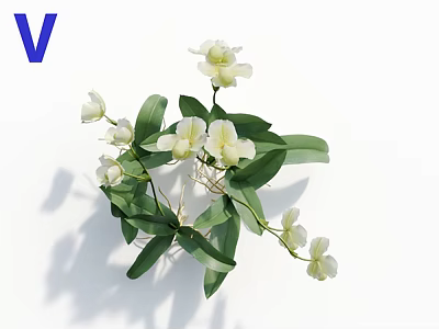 Fresh White Orchid Flowers With Green Leaves On White Background Natural Arrangement 3d model