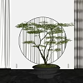 Elegant Bonsai Plant in Black Pot with Green Moss Round Window and White Curtains