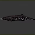 Dark Colored Dolphin With White Spots And Long Beak Marine Animal