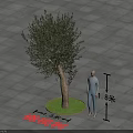 Olive Tree Arbor with 1.8m Height Standing on Outdoor Gray Tile Paved Ground 3d model