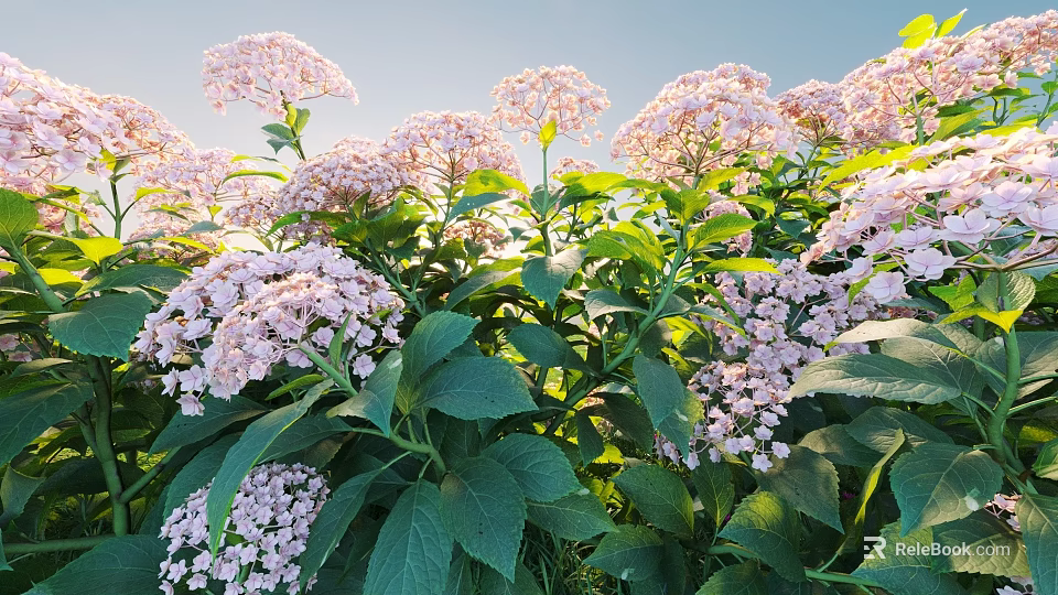 Vibrant Pink Flowers And Lush Green Leaves Blooming Under Clear Blue Sky 3d model 