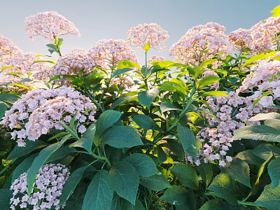 Vibrant Pink Flowers And Lush Green Leaves Blooming Under Clear Blue Sky 3d model