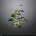 Vibrant Decorative Plant With Green And Purple Leaves On Thin Stem