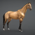 Brown Horse Game Character With Black Mane Tail Muscular Build 3D Rendered
