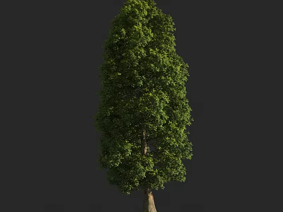 Arbor Tree With Lush Green Foliage And Strong Trunk On Dark Background 3d model