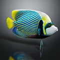 Colorful Tropical Fish with Blue Stripes Yellow Fins and Green Eyes