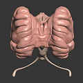 Realistic 3D Medical Model Showing Human Organs and Hair Anatomical Structures