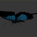 Blue and Black Butterfly with Iridescent Wings on Gray Gradient Background