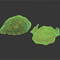 Intact and Broken Turtle Shells Showing Natural Texture on White Background 3d model