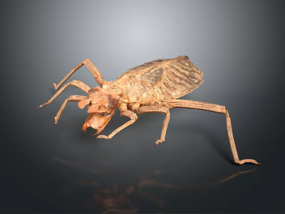 Brown Insect Specimen With Long Legs Textured Exoskeleton On Dark Background 3d model