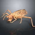 Brown Insect Specimen With Long Legs Textured Exoskeleton On Dark Background 3d model