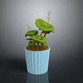 Green Potted Plant with Lily Pad Like Leaves in Light Blue Ribbed Pot