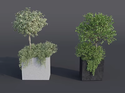 Two Bonsai Potted Plants in Gray and Black Square Pots with Lush Green Foliage 3d model