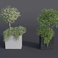 Two Bonsai Potted Plants in Gray and Black Square Pots with Lush Green Foliage