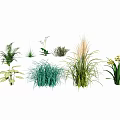 Assorted Garden Flowers And Green Plants With Ferns Ornamental Grasses And Colorful Blooms