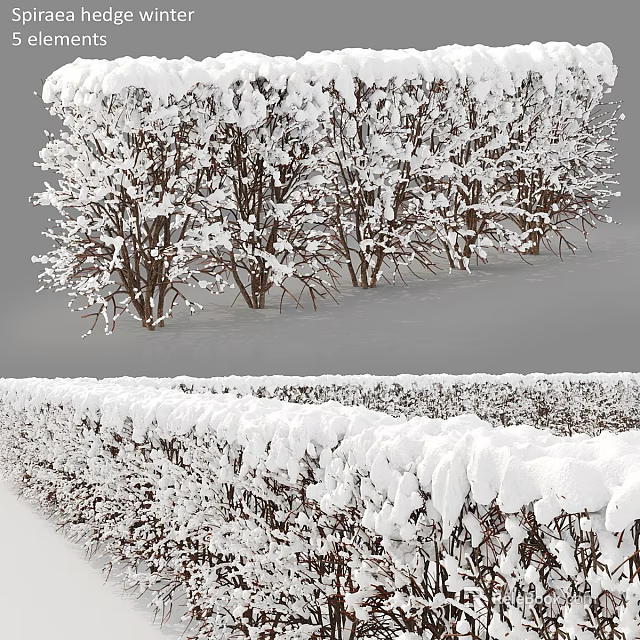 Snow Covered Shrubs In Winter Garden With Neat Hedge And White Landscape 3d model 