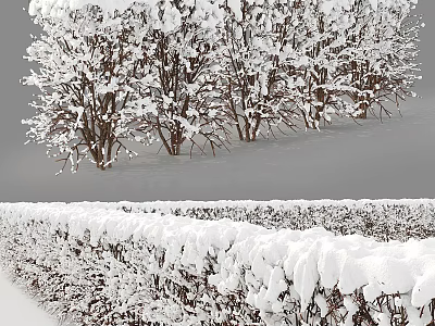 Snow Covered Shrubs In Winter Garden With Neat Hedge And White Landscape 3d model