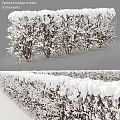 Snow Covered Shrubs In Winter Garden With Neat Hedge And White Landscape