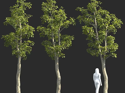 Three Green Trees With Lush Foliage And White Human Figure Against Black Background 3d model