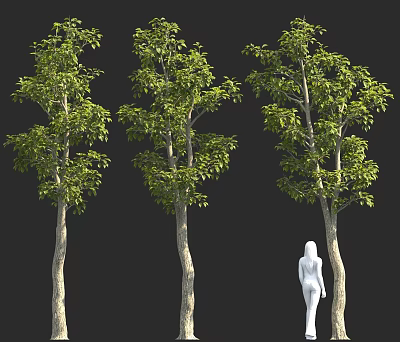 Three Green Trees With Lush Foliage And White Human Figure Against Black Background 3d model