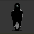Black and White Bird with Green Beak Red Eyes Grey Claws Standing on Grey Background