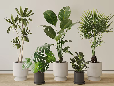 Indoor Potted Plants With Various Species White And Dark Gray Pots Light Walls Wooden Floors 3d model