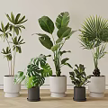 Indoor Potted Plants With Various Species White And Dark Gray Pots Light Walls Wooden Floors