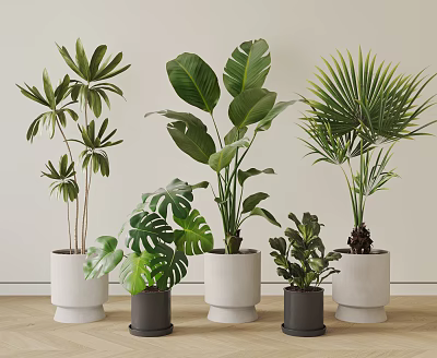 Indoor Potted Plants With Various Species White And Dark Gray Pots Light Walls Wooden Floors 3d model
