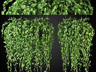 Lush Green Trailing Hanging Plant Decorative Arrangement With Dense Foliage For Indoor Decor 3d model