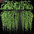 Lush Green Trailing Hanging Plant Decorative Arrangement With Dense Foliage For Indoor Decor