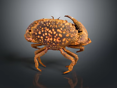 crab sea crab river crab hairy crab bread crab hermit crab big crab small crab marine animal fish 3d model