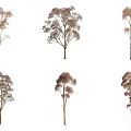 Various Arbor Trees With Light Brown Foliage And Isolated Trunks On White Background 3d model