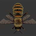 Detailed Realistic Hairy Striped Bee With Transparent Wings Compound Eyes And Legs On Dark Background