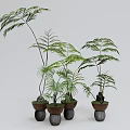 Bonsai Potted Plants Featuring Lush Green Foliage in Brown Ceramic Pots on White Background