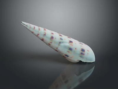 Long Pointed Aquatic Animal Conch Shell With White Purple Spots On Dark Reflective Surface 3d model