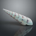 Long Pointed Aquatic Animal Conch Shell With White Purple Spots On Dark Reflective Surface