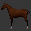 Brown Horse with White Hooves Standing on Smooth Surface Showing Reflection 3d model