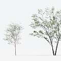 Modern Trees Small Trees 3d model