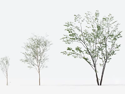 Three Arbor Trees with Green Leaves in Different Heights Isolated on White Background 3d model