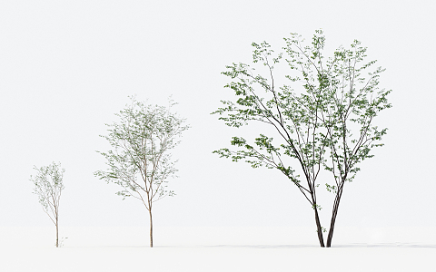 Modern Trees Small Trees 3d model