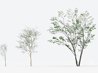 Modern Trees Small Trees 3d model