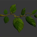 Green Plant Branch with Tender Leaves and Fresh Buds on White Background