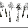 Snow Covered and Non Snow Covered Arbor Trees Display Various Shapes on White Background