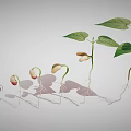 Bean Seed Germination Process Showing Growth Stages With Roots And Leaves