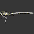 Dragonfly With Green Eyes Black And Yellow Striped Body And Black Wings On Light Background