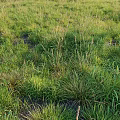 Lush Green Grass Plants With Patchy Growth And Exposed Soil In Field
