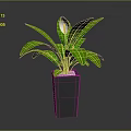 Peace Lily Indoor Plant With Green Leaves White Flower And Square Ceramic Pot