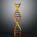 DNA Double Helix Structure And Its Impact On Organ Health And Hair Growth