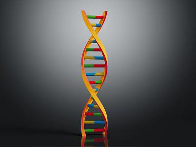 DNA Double Helix Structure And Its Impact On Organ Health And Hair Growth 3d model